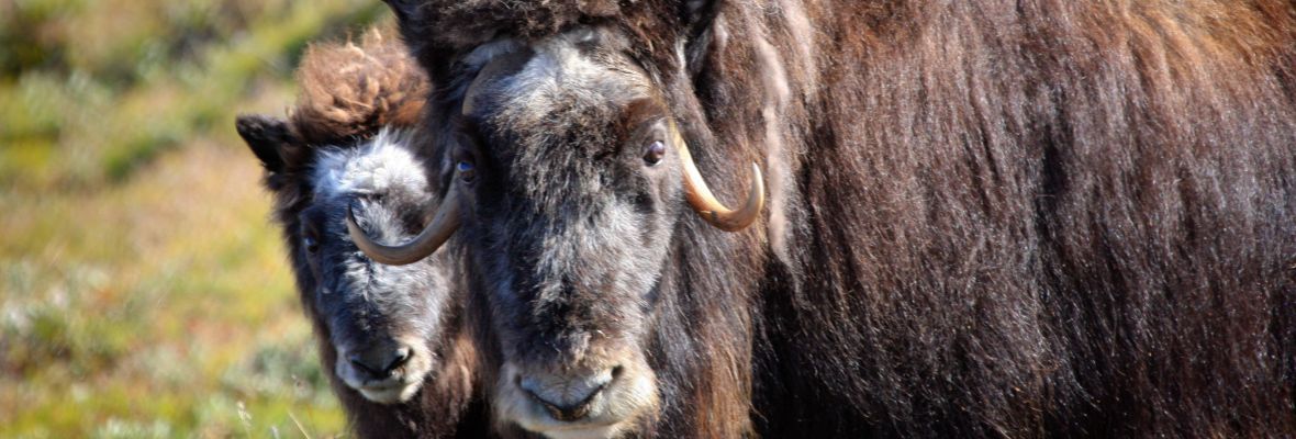 Musk-ox near Kangerlussuaq