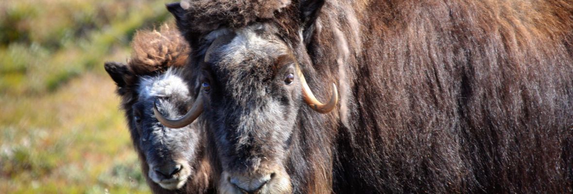 Musk oxen