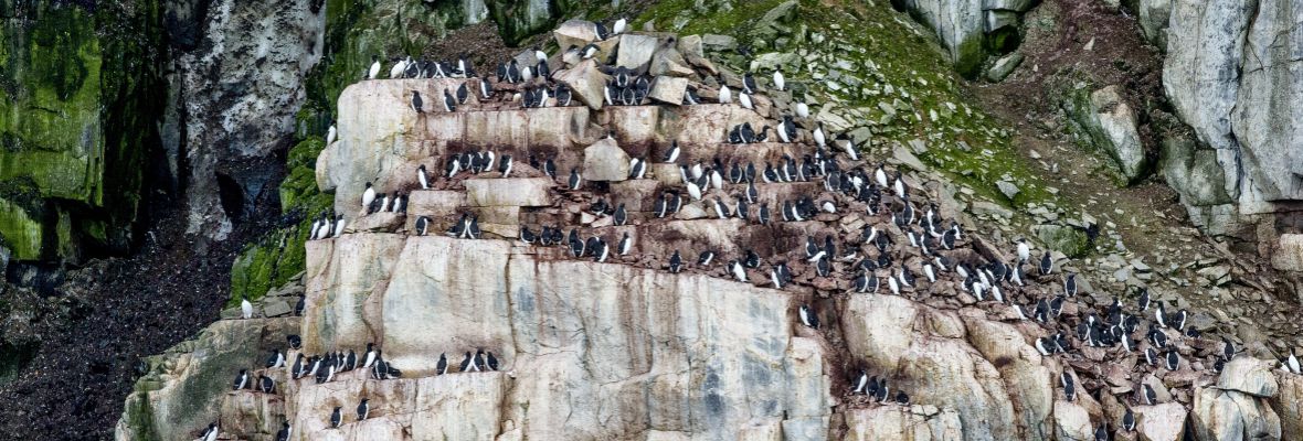 Auks on cliff