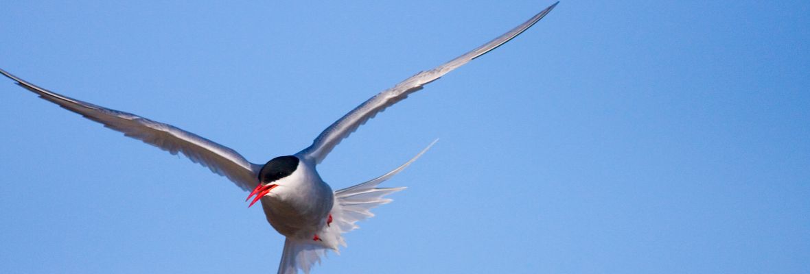 Arctic Tern