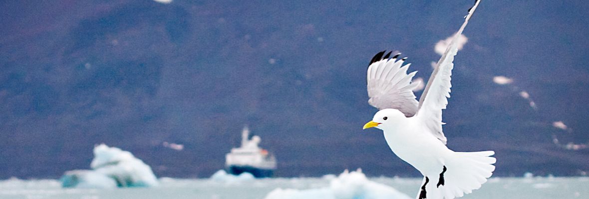 Seagull Svalbard