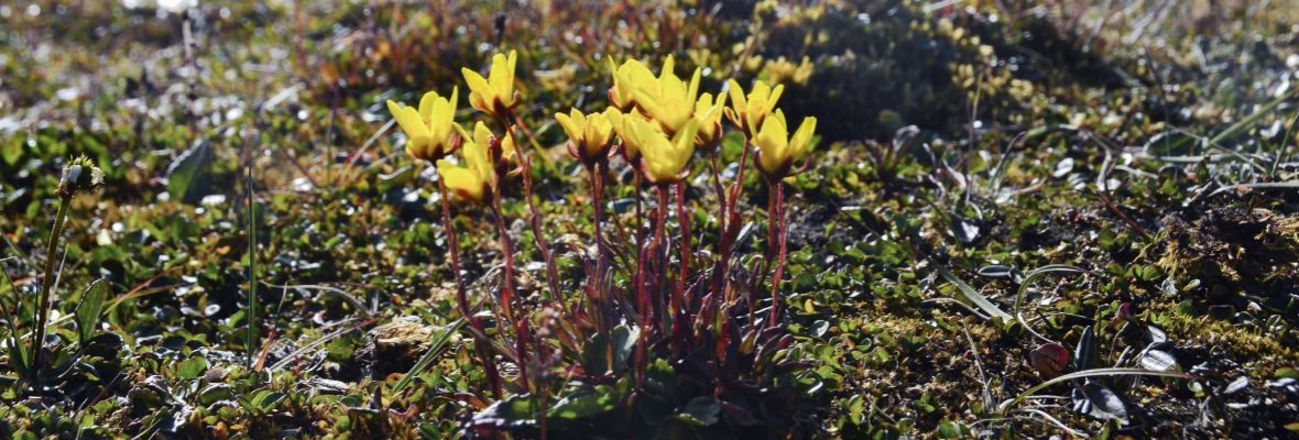 Tundra plants defy the weather to bloom in the brief Arctic summer
