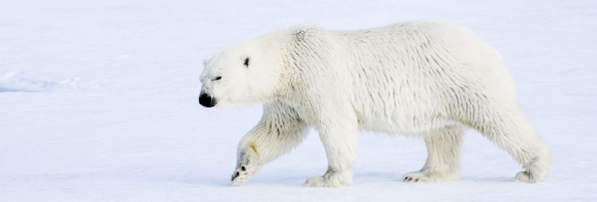A polar bear roams the frozen wastes of the Arctic Ocean 