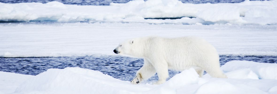 Polar bear