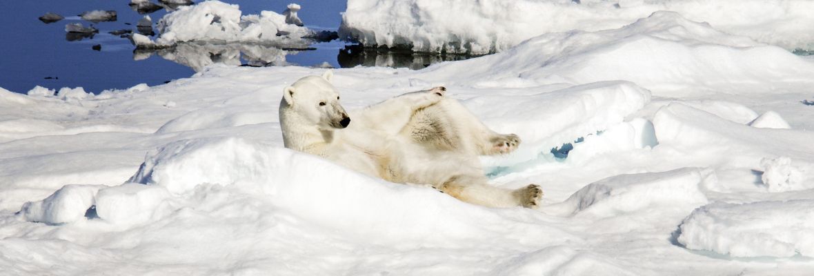 Polar bear having a rest