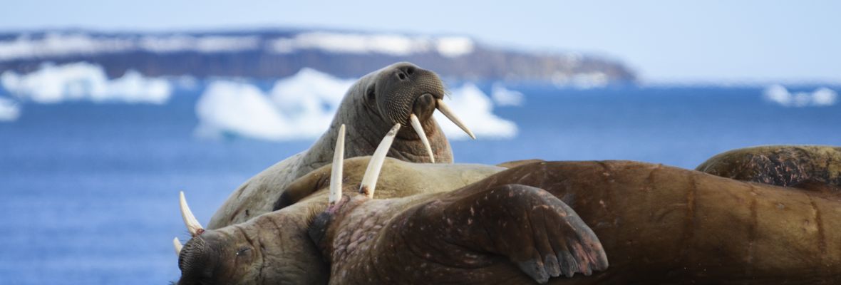Walruses relaxing on Svalbard 