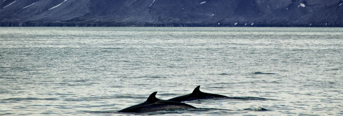 We hope to spot whales as we approach Svalbard