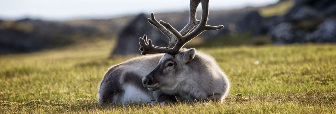 Reindeer, Svalbard