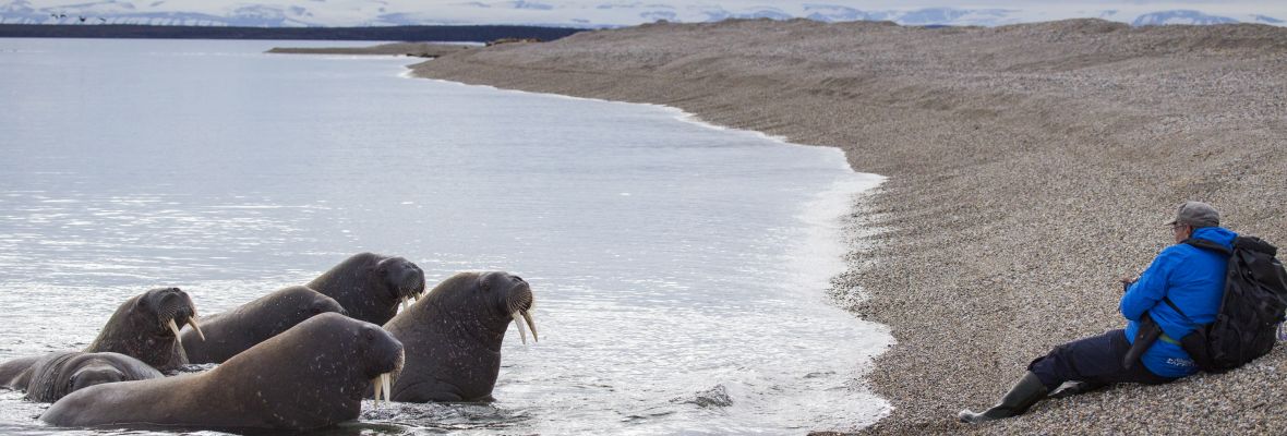 At Poolepynten we expect to see (and smell!) these giant mammals At Poolepynten we expect to see (and smell!) these giant mammals