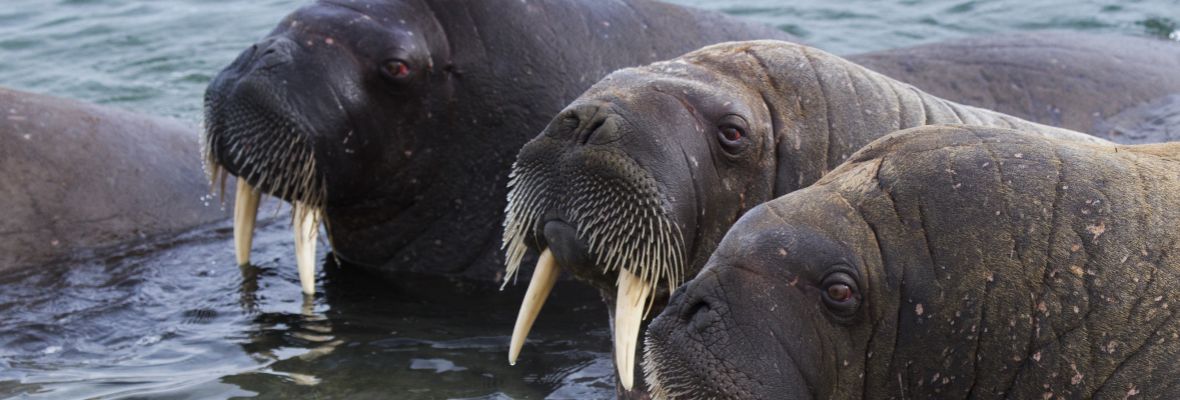 Walruses