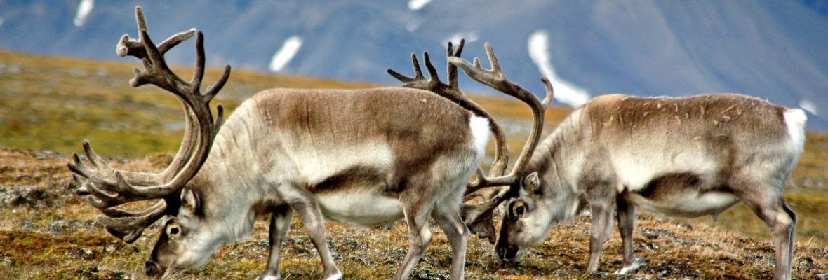 The diminutive Svalbard reindeer