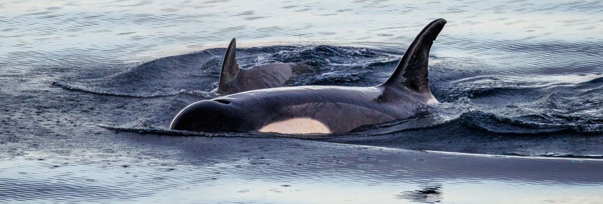 Orcas cruising the Gerlache Strait