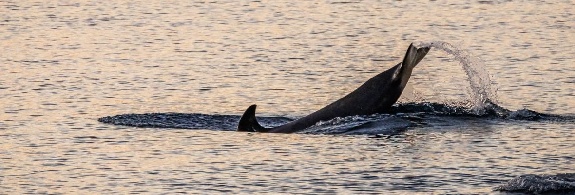 An orca plays in the Antarctic twilight