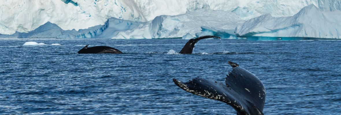 A group of humpback whales dive for food