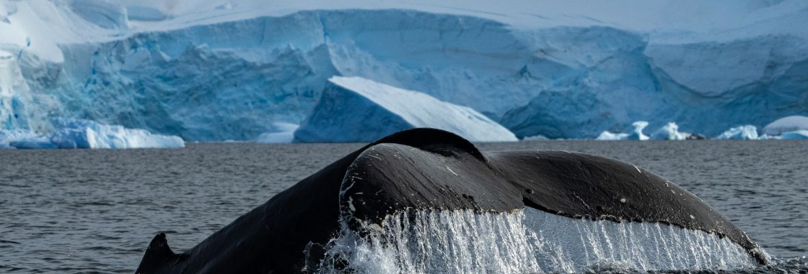 A humpback whale dives in search of food