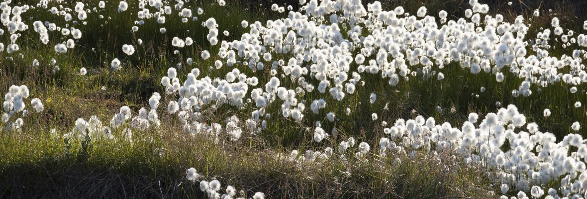 Arctic cotton grass blooming in the summer sun
