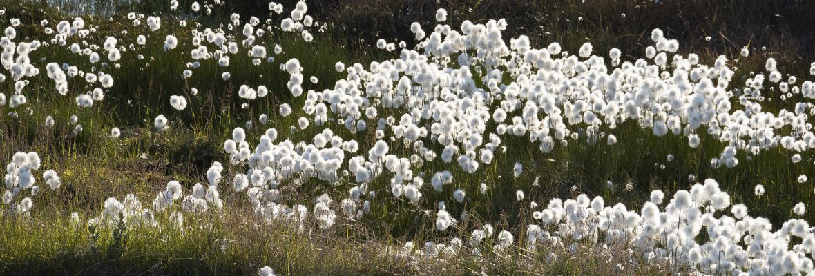 Arctic plant life