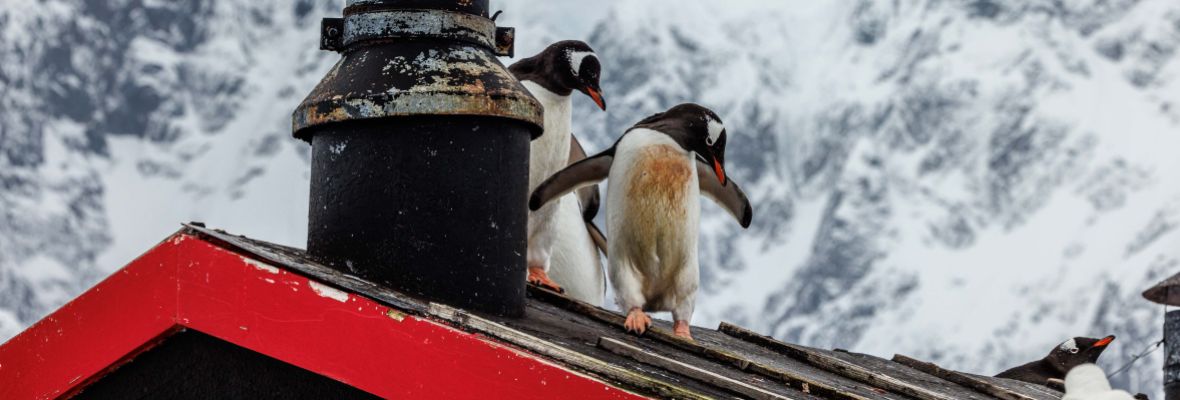 Gentoo Penguins scamper on buildings at Port Lockroy, Antarctica