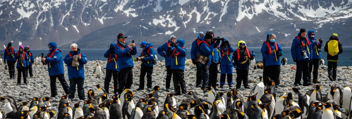 Meeting the locals at Salisbury Plain, South Georgia