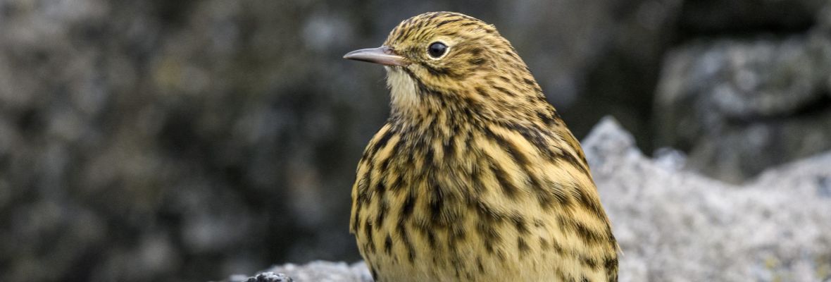 The South Georgia Pipit, Earth's southernmost song bird The South Georgia Pipit, Earth's southernmost song bird