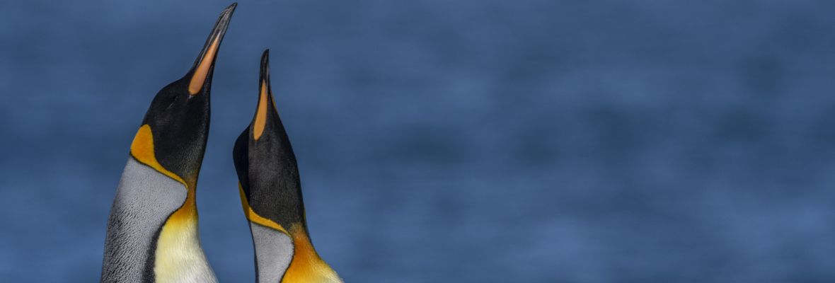 King Penguins display their elegance King Penguins display their elegance