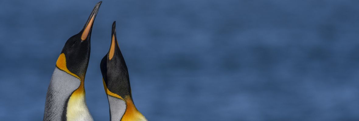 King Penguins display their elegance