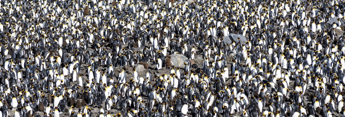 1, 2, 3, 4 ...... many king penguins at South Georgia.....
