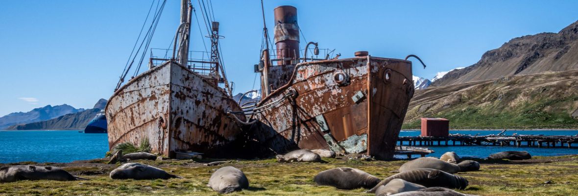 Southern elephant seals rest in front of whaling shipwrecks 