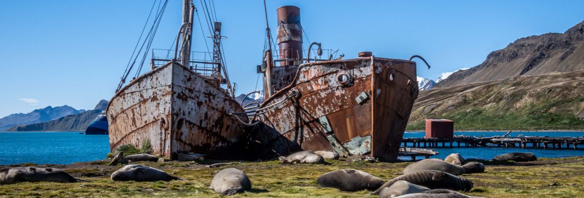 Southern elephant seals rest in front of whaling shipwrecks Southern elephant seals rest in front of whaling shipwrecks