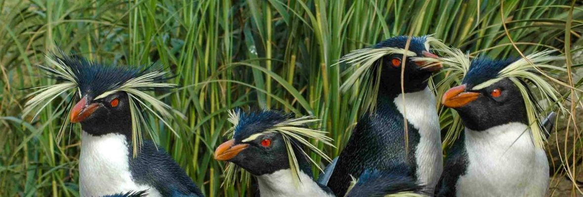 Northern Tristan Rockhopper penguins (Tristan da Cunha) Northern Tristan Rockhopper penguins (Tristan da Cunha)