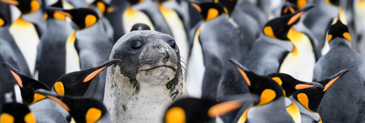 A confused elephant seal amid King Penguins