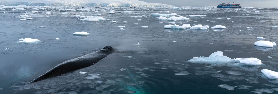 A humpback whale approaches Ocean Victory 