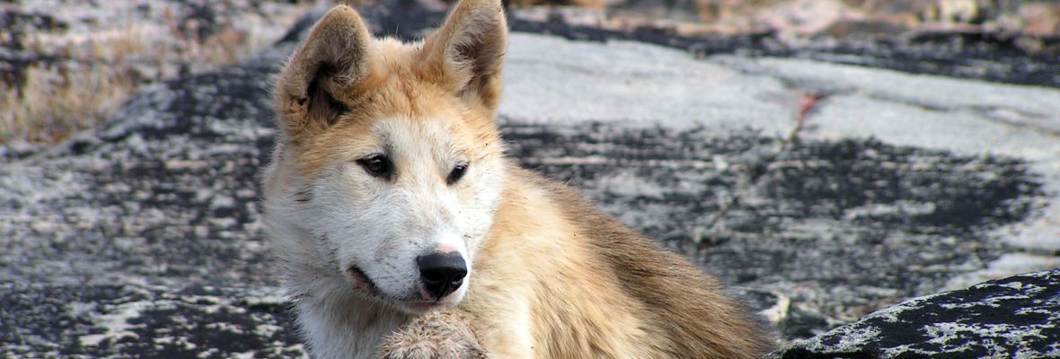 Greenlandic dog Greenlandic dog