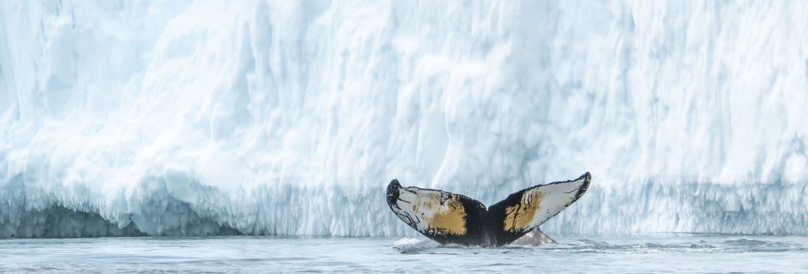 A humpback whale dives amid the icebergs