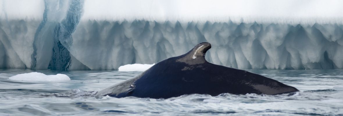 A humpback whale dives among the icebergs