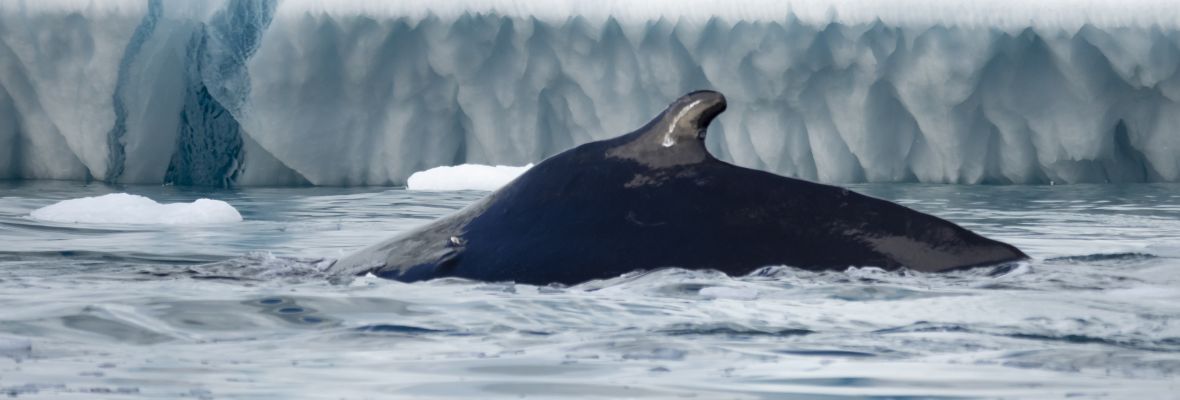 Whales diving close to us