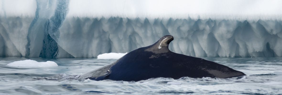 A humpback whale dives amid the icebergs