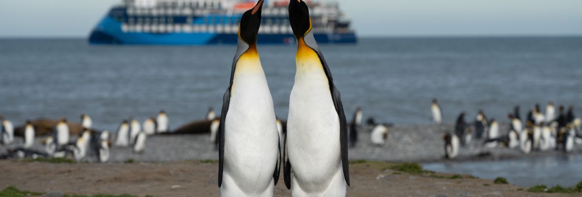 King Penguins greet each other, South Georgia