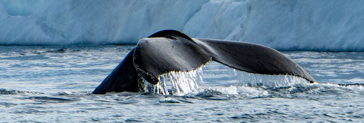Whale Flute, Greenland, Ilulissat