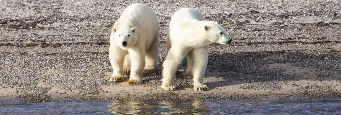 Polar bears in the Northeast Greenland National Park 