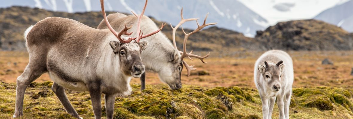 Reinder Family, Spitsbergen, Norway