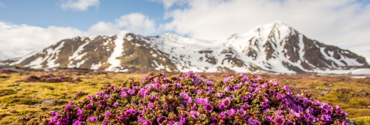Flowers, Svalbard, Norway