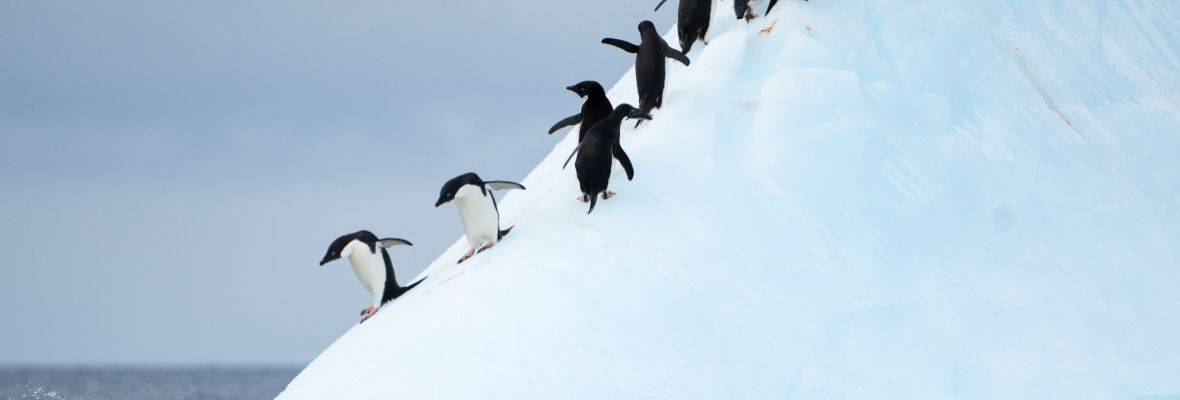 albatross antarctica cruise price