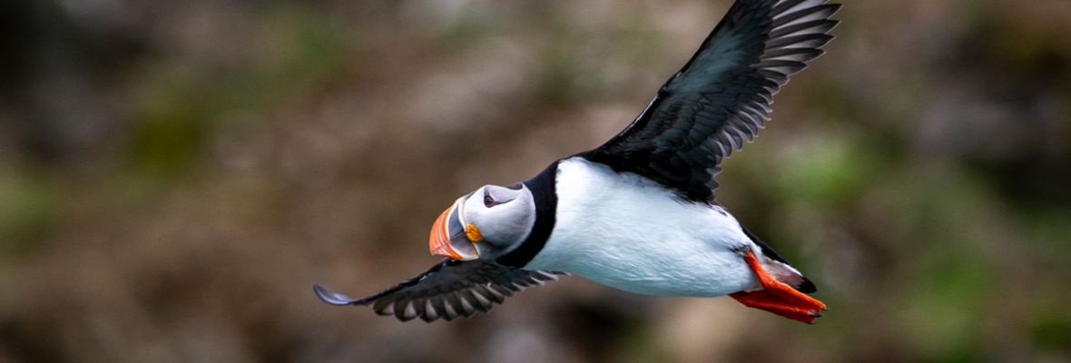 Atlantic puffin flying in Fjordtende Julibukta