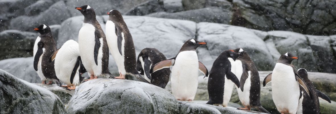 Penguin colony, Antarctica