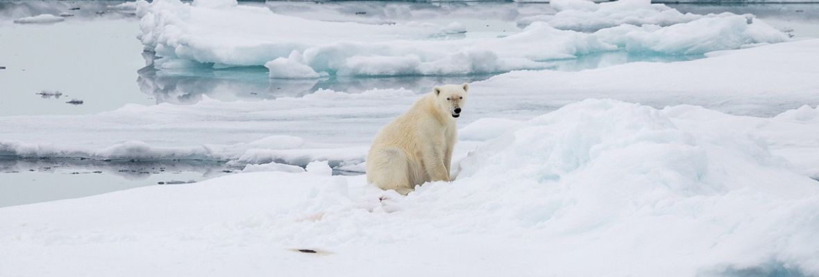 Polar bear in the pack ice