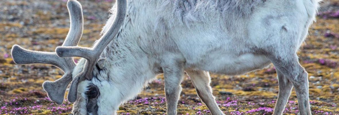 Svalbard reindeer eating flowers 
