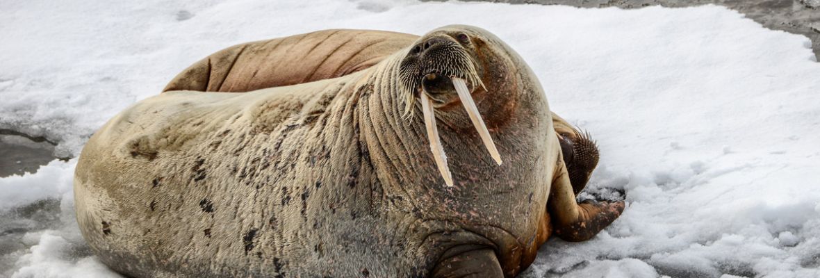 Two walruses seen resting on the ice