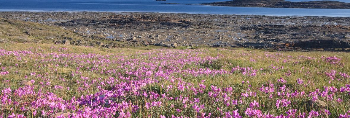 Patch of Dwarf Fireweed, Iqaluit, Nunavut, Canada Patch of Dwarf Fireweed, Iqaluit, Nunavut, Canada