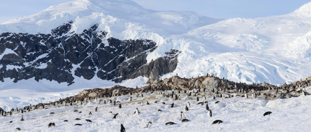 Penguin colony at Neko Harbour, Antarctica